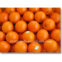 Baby Mandarin Orange